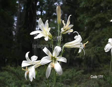 Washington Lily